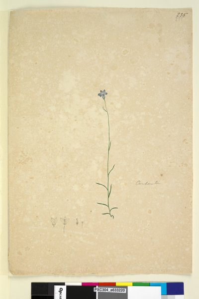 Page 235. Campanula，c.1803-06（wc，钢笔，墨水和铅笔） 作者 约翰·威廉·莱温