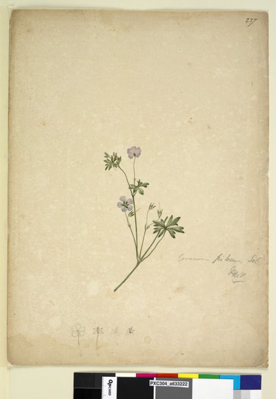 Page 237. Geranium pilosum，c.1803-06（wc，钢笔，墨水和铅笔） 作者 约翰·威廉·莱温