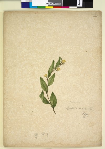 Page 238. Goodenia ovata，c.1803-06（wc，钢笔，墨水和铅笔） 作者 约翰·威廉·莱温