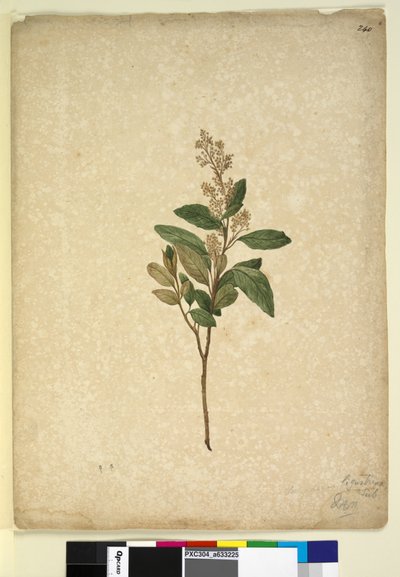 Page 240. Pomaderris ligustrina，c.1803-06（wc，钢笔，墨水和铅笔） 作者 约翰·威廉·莱温