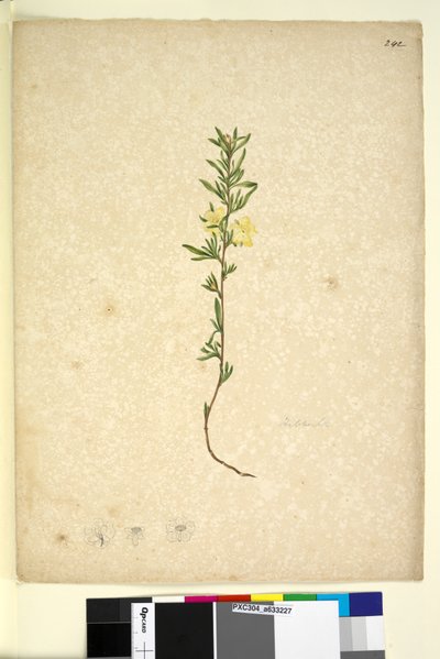 Page 242. Hibberta，c.1803-06（wc，钢笔，墨水和铅笔） 作者 约翰·威廉·莱温