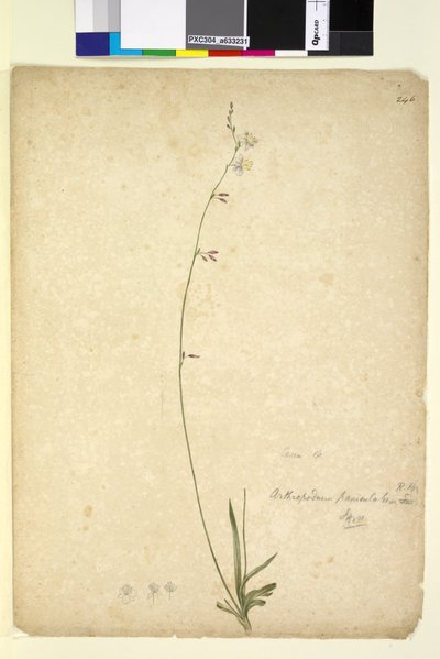 Page 246. Arthropodium paniculatum，c.1803-06（wc，钢笔，墨水和铅笔） 作者 约翰·威廉·莱温