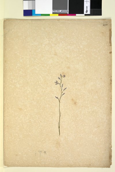 Page 250.不明植物，c.1803-06（wc，钢笔，墨水和铅笔） 作者 约翰·威廉·莱温
