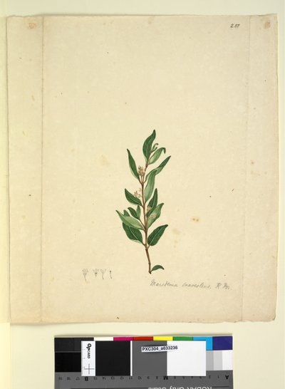 Page 251. Marsdenia suaveolens，c.1803-06（wc，钢笔，墨水和铅笔） 作者 约翰·威廉·莱温