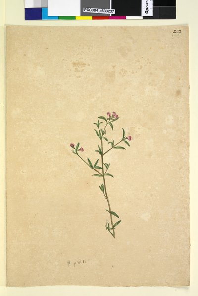 页252.身份不明的植物，c.1803-06（wc，钢笔，墨水和铅笔） 作者 约翰·威廉·莱温
