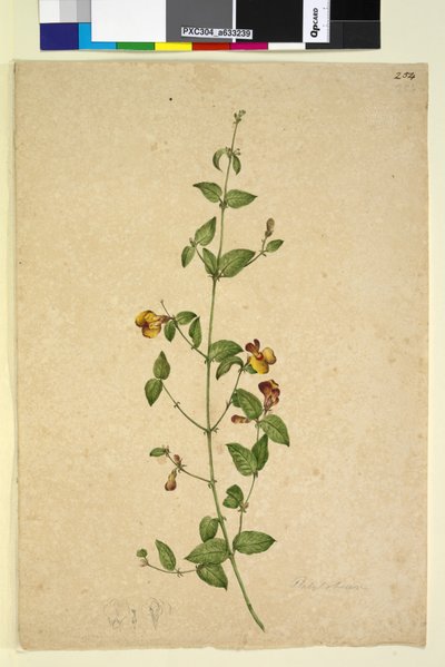 Page 254. Platylobium，c.1803-06（wc，钢笔，墨水和铅笔） 作者 约翰·威廉·莱温