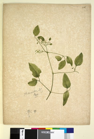 第256页。铁线莲类糖苷，c.1803-06（wc，钢笔，墨水和铅笔） 作者 约翰·威廉·莱温