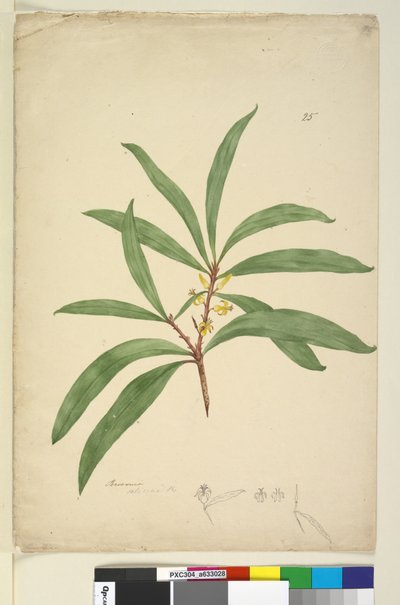第25页.Persoonia salicina，c.1803-06（wc，钢笔，墨水和铅笔） 作者 约翰·威廉·莱温
