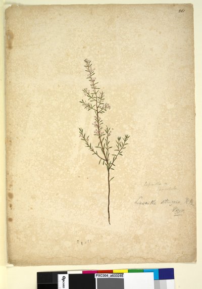 Page 261. Lissanthe strigosa，c.1803-06（wc，钢笔，墨水和铅笔） 作者 约翰·威廉·莱温