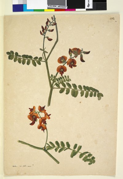 Page 262.签名：IWL 1805年11月30日，c.1803-06（wc，钢笔，墨水和铅笔） 作者 John William Lewin