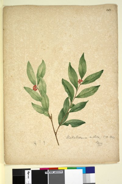 Page 263. Wikstroemia indica，c.1803-06（wc，钢笔，墨水和铅笔） 作者 约翰·威廉·莱温