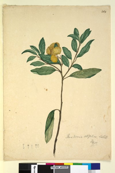 Page 264. Pomaderris elliptica，c.1803-06（wc，钢笔，墨水和铅笔） 作者 约翰·威廉·莱温