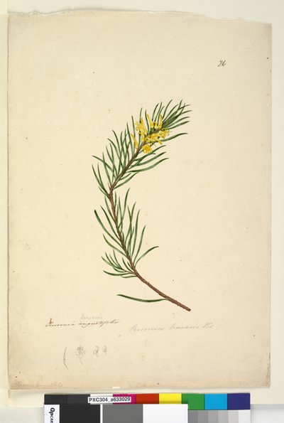 第26页.Persoonia linearis，c.1803-06（wc，钢笔，墨水和铅笔） 作者 约翰·威廉·莱温