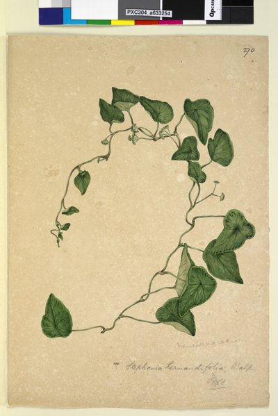 Page 270. Stephania hernandiaefolia，c.1803-06（wc，钢笔，墨水和铅笔） 作者 约翰·威廉·莱温