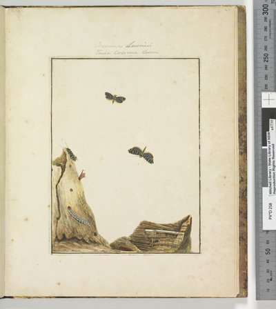 第27页板块7 Cossuna Lewinii Tinea Cossuna Lewin，1803-04（手工彩色蚀刻版画） 作者 约翰·威廉·莱温