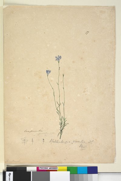 第37页。Wahlenbergia gracilis，c.1803-06（wc，钢笔，墨水和铅笔） 作者 约翰·威廉·莱温