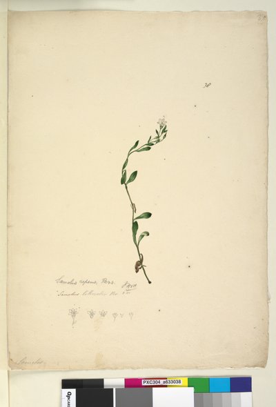 Page 38. Samolus repens，c.1803-06（wc，钢笔，墨水和铅笔） 作者 约翰·威廉·莱温