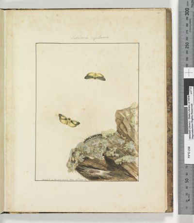 Page 39. Plate 10 Lithosa Replana，1803-04（手工彩色蚀刻印刷品） 作者 约翰·威廉·莱温
