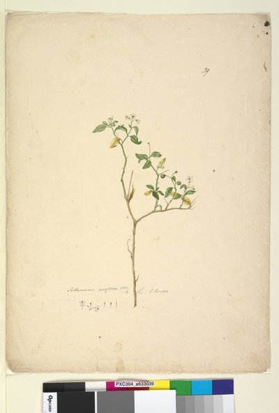 第39页。龙葵（Solanum nigrum），c.1803-06（wc，钢笔，墨水和铅笔） 作者 约翰·威廉·莱温