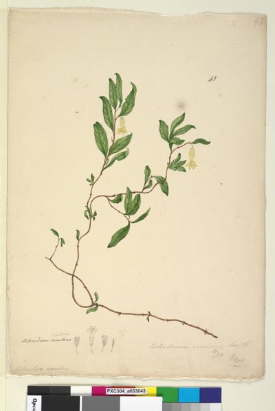 第43页.Billardiera scandens，c.1803-06（wc，钢笔，墨水和铅笔） 作者 约翰·威廉·莱温