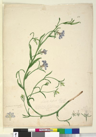 Page 44. Goodenia ramosissima，c.1803-06（wc，钢笔，墨水和铅笔） 作者 约翰·威廉·莱温