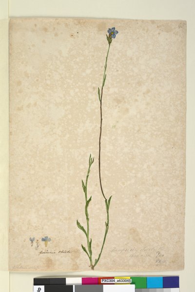第45页.Dampiera stricta，c.1803-06（wc，钢笔，墨水和铅笔） 作者 约翰·威廉·莱温