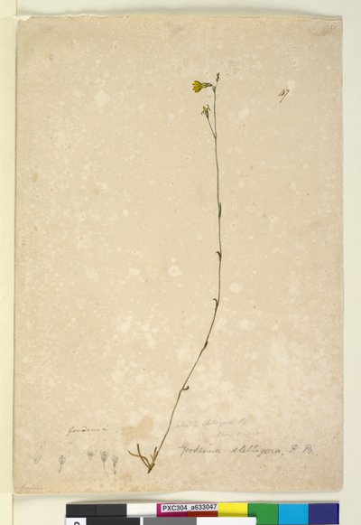 Page 47. Goodenia stelligera，c.1803-06（wc，钢笔，墨水和铅笔） 作者 约翰·威廉·莱温