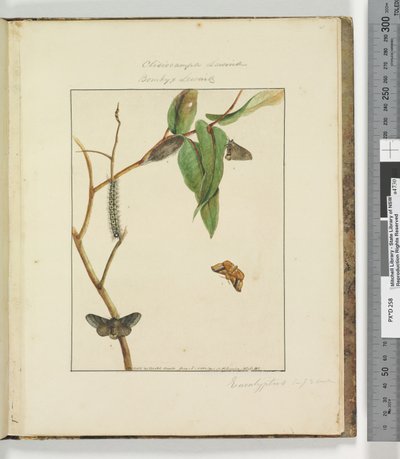 Page 47. Plate 12 Clisiocampa Lewinae Bombyx Lewinae，1803-04（手工彩色蚀刻版画） 作者 约翰·威廉·莱温