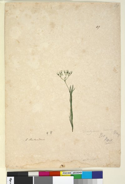 Page 49. Trachymene linearis，c.1803-06（wc，钢笔，墨水和铅笔） 作者 约翰·威廉·莱温