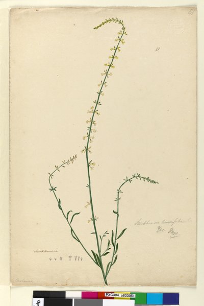 Page 51. Stackhousia，c.1803-06（wc，钢笔，墨水和铅笔） 作者 约翰·威廉·莱温