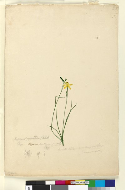 Page 55. Hypoxis hygrometrica，c.1803-06（wc，钢笔，墨水和铅笔） 作者 约翰·威廉·莱温