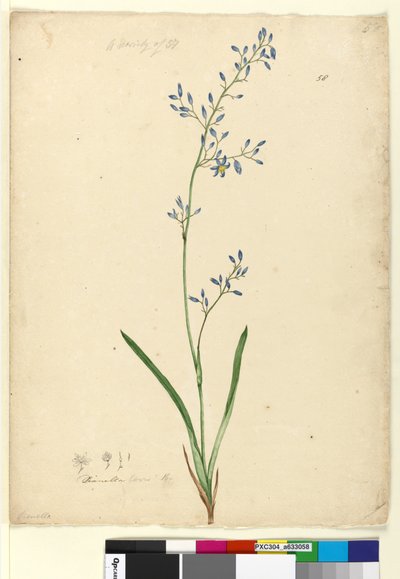 Page 58. Dianella levis，c.1803-06（wc，钢笔，墨水和铅笔） 作者 约翰·威廉·莱温