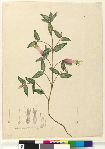 Page 68. Correa speciosa，c.1803-06（wc，钢笔，墨水和铅笔） 作者 约翰·威廉·莱温