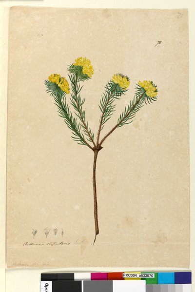 Page 70. Pultenaea stipularis，c.1803-06（wc，钢笔，墨水和铅笔） 作者 约翰·威廉·莱温