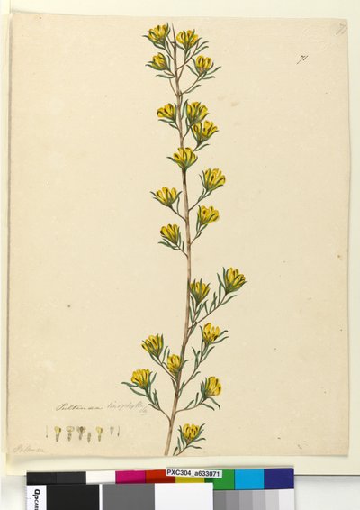 Page 71. Pultenaea linophylla，c.1803-06（wc，钢笔，墨水和铅笔） 作者 约翰·威廉·莱温