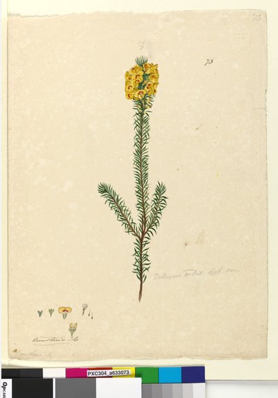 Page 73. Dillwynia rubis？，c.1803-06（wc，钢笔，墨水和铅笔） 作者 约翰·威廉·莱温