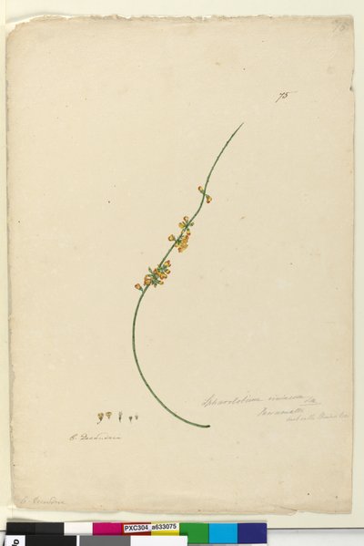 页75. Sphaerolobium vimineum，c.1803-06（WC，笔，墨水和铅笔） 作者 约翰·威廉·莱温