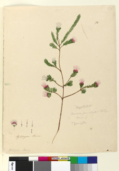 Page 76. Darwinia fascicularis，c.1803-06（wc，钢笔，墨水和铅笔） 作者 约翰·威廉·莱温