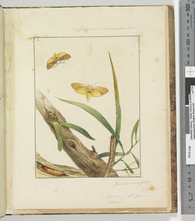 第7页.Pl.2 Cryptophasa Rebescens Lew，1803-04（手工彩色蚀刻印刷品） 作者 约翰·威廉·莱温