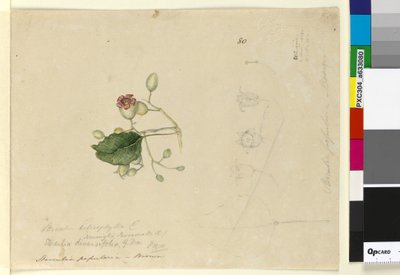 Page 80. Sterculia diversifolia，c.1803-06（wc，钢笔，墨水和铅笔） 作者 约翰·威廉·莱温