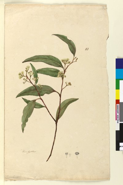 Page 83. Eucalyptus，c.1803-06（wc，钢笔，墨水和铅笔） 作者 约翰·威廉·莱温