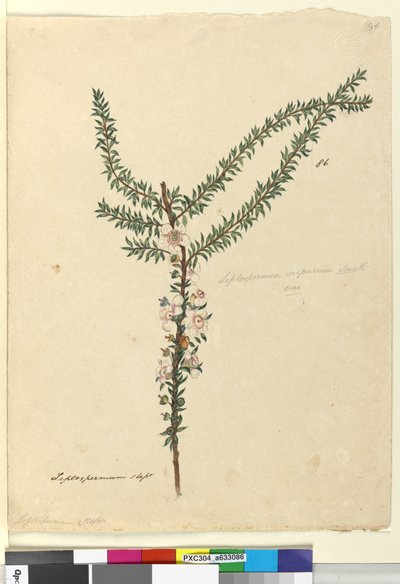 Page 86. Leptospermum scoparium，c.1803-06（wc，钢笔，墨水和铅笔） 作者 约翰·威廉·莱温