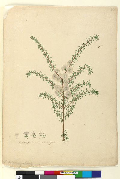 页87.薄子木属不明确，c.1803-06（WC，笔，墨水和铅笔） 作者 约翰·威廉·莱温