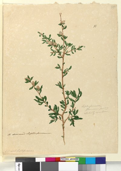 Page 88. Leptospermum flavescens，c.1803-06（wc，钢笔，墨水和铅笔） 作者 约翰·威廉·莱温