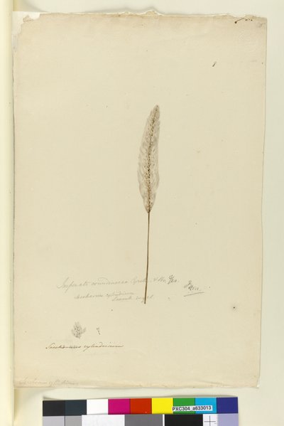 第8页白茅（Imperata arundinacea）。 Saccharum cylindricum，c.1803-06（wc，钢笔，墨水和铅笔） 作者 约翰·威廉·莱温