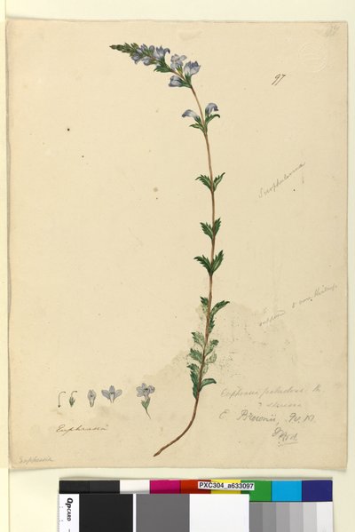 Page 97. Euphrasia paludosa，c.1803-06（wc，钢笔，墨水和铅笔） 作者 约翰·威廉·莱温