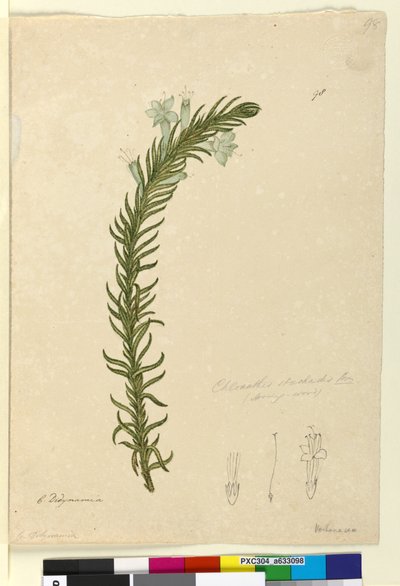 Page 98. Chloanthes stoechadis，c.1803-06（wc，钢笔，墨水和铅笔） 作者 约翰·威廉·莱温