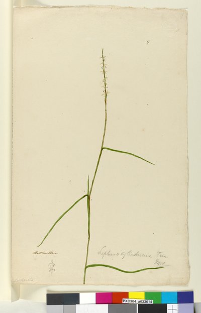 第9页.Lepturus cylindricus，c.1803-06（wc，钢笔，墨水和铅笔） 作者 约翰·威廉·莱温