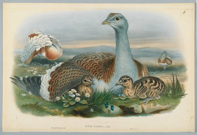 Otis Torda  - 由M.Willter雕刻的J. Wolf绘制的Great Bustard 作者 约翰后古尔德