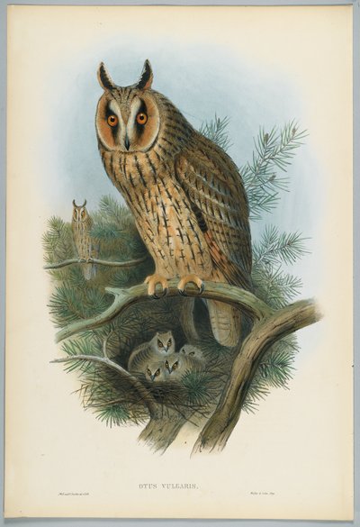 Otus Vulgaris  - 长耳Ow，由J. Wolf绘制，由HC Richter雕刻 作者 约翰后古尔德